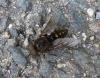Tabanus sudeticus